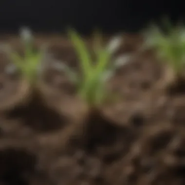 Close-up of soil rich in nutrients with a plant sprouting