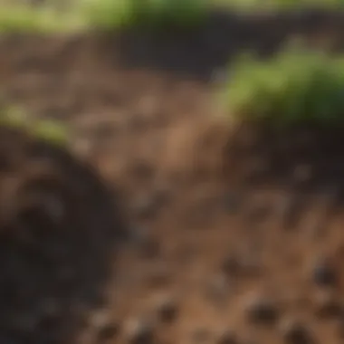 Close-Up of Soil and Vegetation Features Detailed close-up of land features showcasing soil composition and vegetation