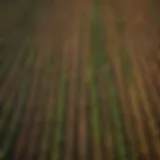 Aerial view of diverse agricultural fields showcasing various crops