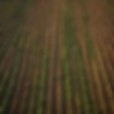 Aerial view of diverse agricultural fields showcasing various crops