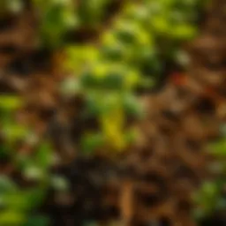 Exploring Green Gro Nutrients: A Comprehensive Guide for Sustainable Agriculture Introduction