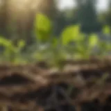 Close-up of hackberry seedlings thriving in a garden setting