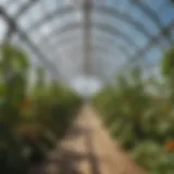 Vibrant high tunnel structure with flourishing crops