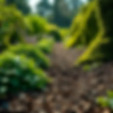 Lush garden landscape enhanced by proper mulch application