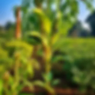 A well-cultivated neem garden with diverse plant life