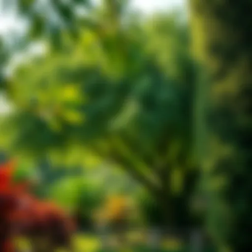 Lush neem tree in a serene garden setting