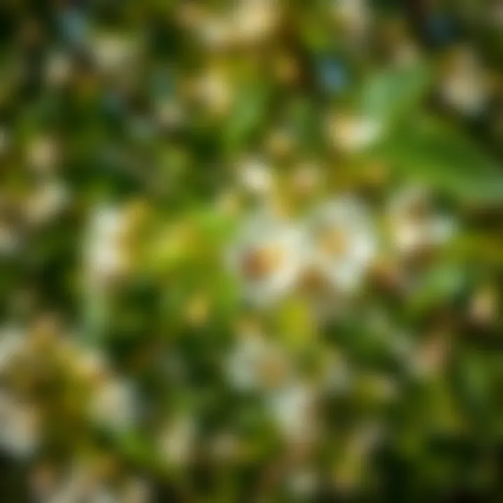 Neem flowers blossoming, attracting pollinators