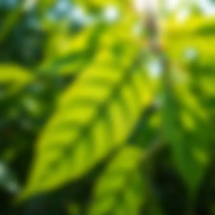 Close-up of neem leaves showcasing their vibrant green color