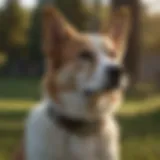 A dog wearing a Seresto collar outdoors