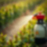 Spinosad spray application on healthy plants