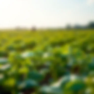 Spinosad vs. Traditional Pesticides: An In-Depth Comparison Comparison of spinosad and traditional pesticides