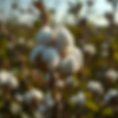 Close-up of Stoneville cotton plant with bolls