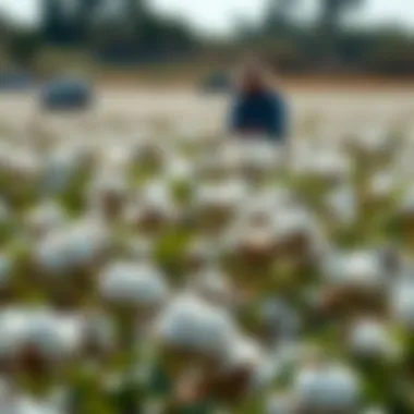 Field of Stoneville cotton ready for harvest