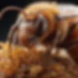 Close-up of a varroa mite on a bee
