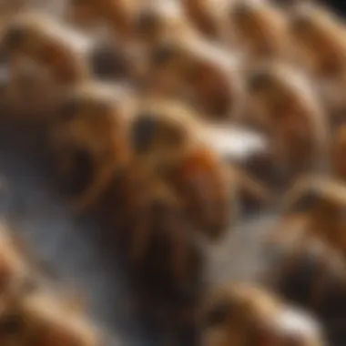 Beehive showing signs of varroa mite infestation