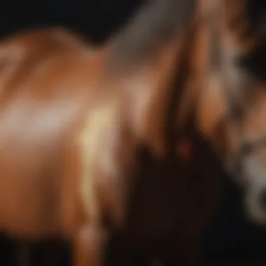 Close-up of wound cream application on a horse