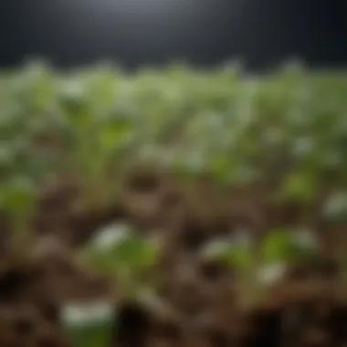 Close-up of optimized growth conditions using bioset technology