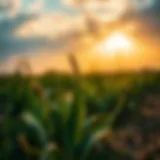 Exploring the Implications of Subsidized Broadband in Agriculture Introduction
