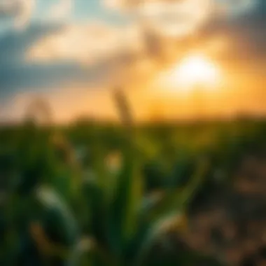 Exploring the Implications of Subsidized Broadband in Agriculture Introduction
