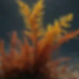 Diverse types of seaweed in their natural habitat
