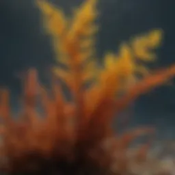 Diverse types of seaweed in their natural habitat