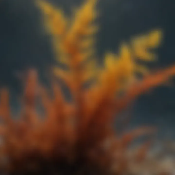 Diverse types of seaweed in their natural habitat
