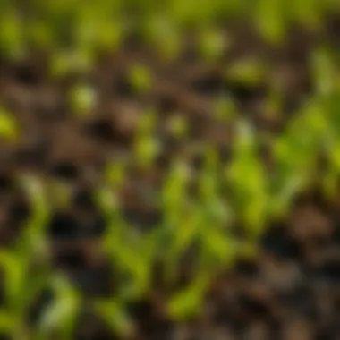 Agricultural applications of spirulina illustrating its role in sustainable farming