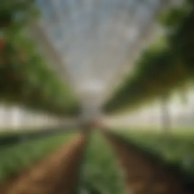 Diverse crops growing inside a 30 x 40 fabric building