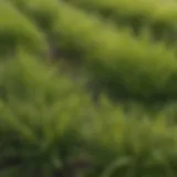 A close-up view of various grass types found in lawns