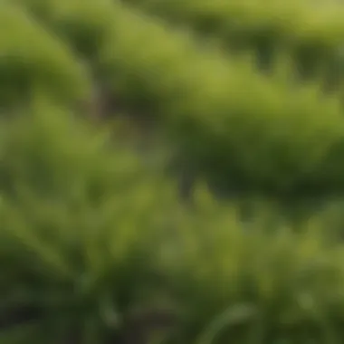 A close-up view of various grass types found in lawns