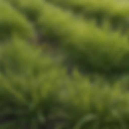A close-up view of various grass types found in lawns