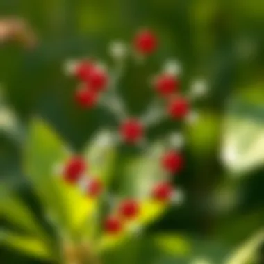 Chemical structure of Zidua herbicide