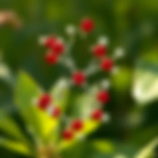 Chemical structure of Zidua herbicide