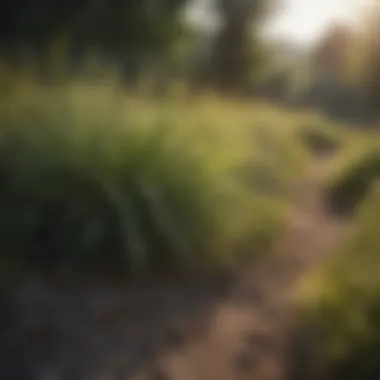 Lush landscape featuring flourishing Floratam grass