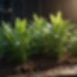 Healthy Floratam plugs showcasing vibrant green blades