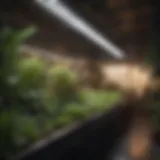 Fluorescent light setup for indoor gardening