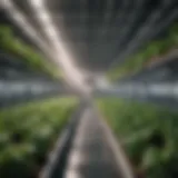 Hydroponic system showing membrane setup