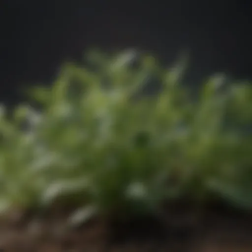 A close-up view of common garden weeds showcasing their leaves and structures.