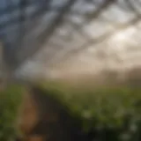 Close-up view of a greenhouse film showcasing its texture and light transmission