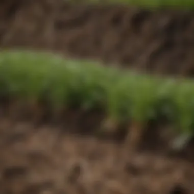 Close-up of healthy sod with rich soil underneath