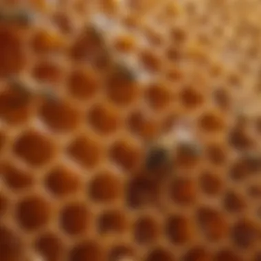 The Golden Treasure of Honeycomb Close-up of honeycomb filled with golden honey