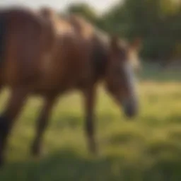 Horse grazing in a lush Texas field
