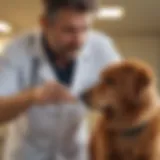 A veterinarian examining a dog with a focus on Incurin 1 mg