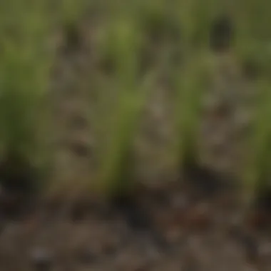 Close-up of grass seed varieties