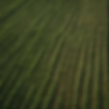 Expansive Fields of Lancaster Sure Crop Corn An aerial view of a lush Lancaster Sure Crop Corn field during the growing season.