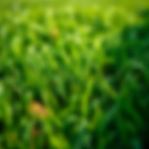 Healthy green lawn showcasing optimal growth and care