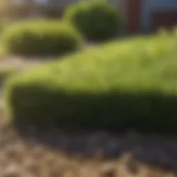 Close-up of healthy sod in sunlight