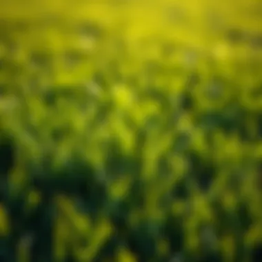 Lush Grass in a Healthy Lawn Healthy lawn showing lush grass