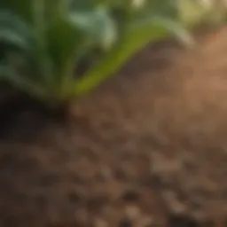 Detailed view of Mertect application on seeds