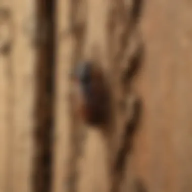 Visual representation of preventative measures against drywood termites